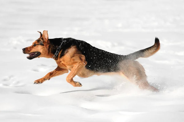 Löpande hund — Stockfoto