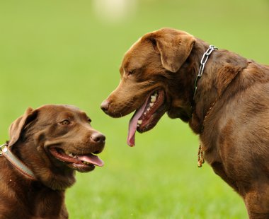 Labrador geri almak