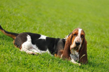 Basset Hound clipart