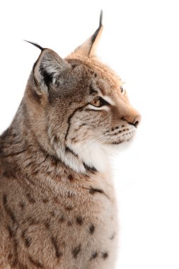 Lynx clipart