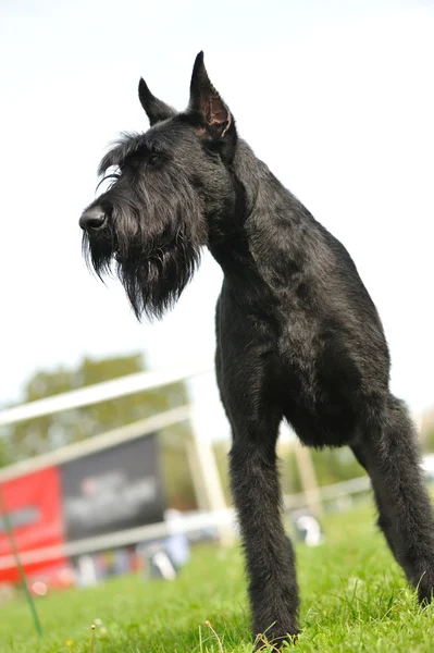 stock image Giant Schnauzer