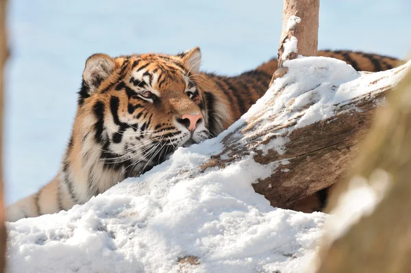 Tigre en el fondo de nieve —  Fotos de Stock