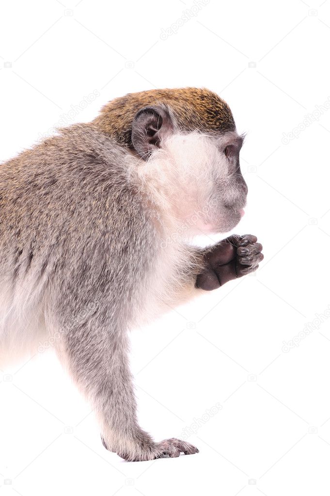 Vervet Monkey on the white background Stock Photo by ©art_man 3572655