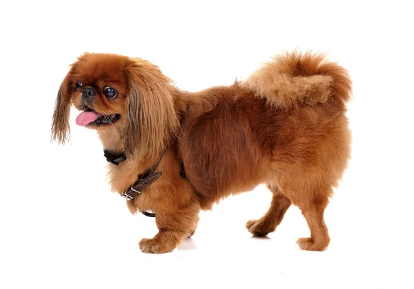 Pekinese dog — Stock Photo, Image