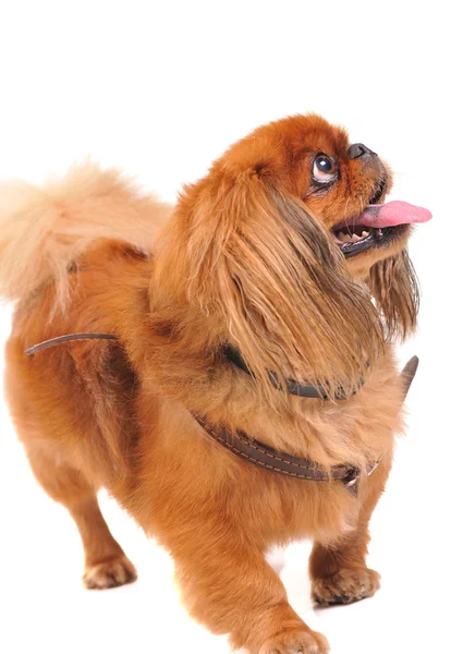Пекинская собака — стоковое фото