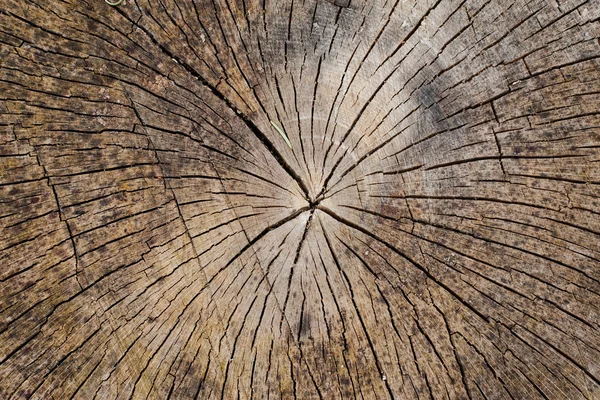 Cross section of a tree trunk — Stock Photo, Image