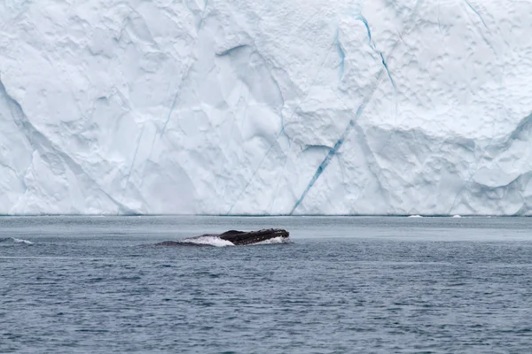 Baleine et iceberg — Photo