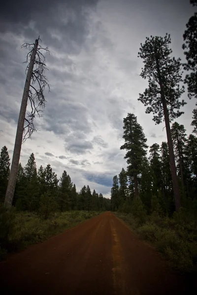 Träd och trail — Stockfoto