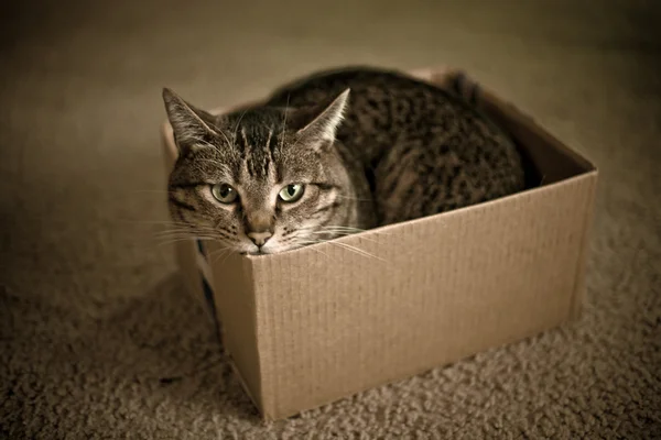 Kat in een vak 2 — Stockfoto