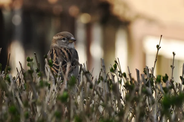Sparrow — Stock Photo, Image