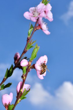 Pembe kiraz çiçeği.