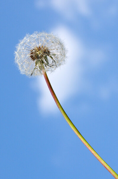 Dandelion