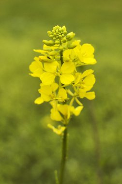 Canola clipart