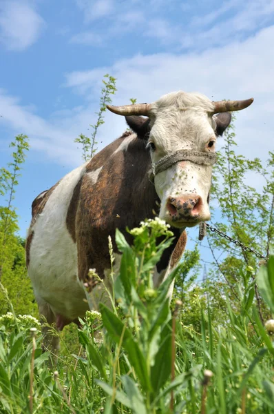 Vaca. — Foto de Stock