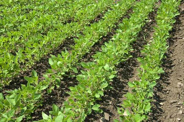 Junge grüne Sojapflanzen — Stockfoto