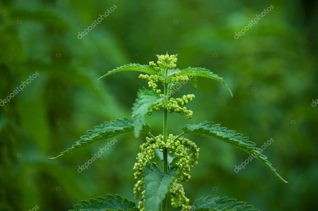 Stinging nettle, a common weed during the spring time