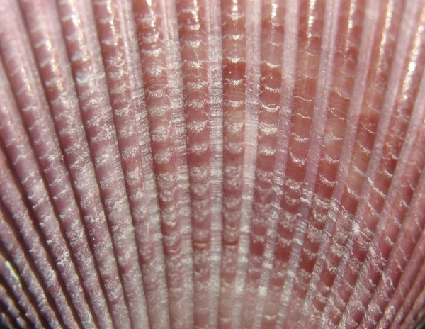 A superfície da concha com nervuras — Fotografia de Stock