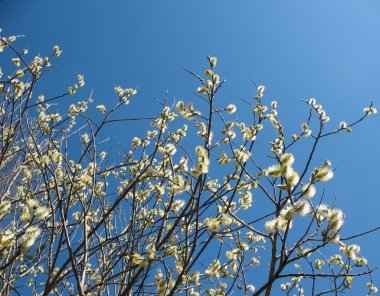 Çiçek açan keçi söğüt (Salix)