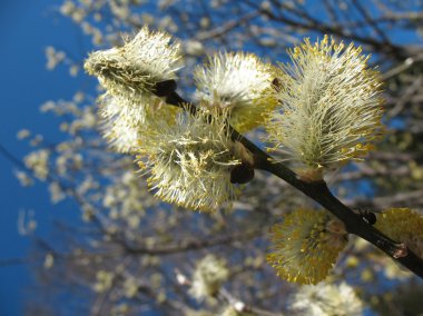 Çiçek açan keçi söğüt (Salix)