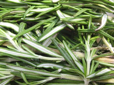 Rosemary (Rosmarinus officinalis) clipart