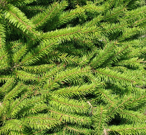 Thick pine-needles. Background — Stock Photo, Image