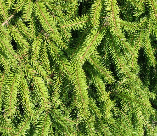 Thick pine-needles. Background — Stock Photo, Image