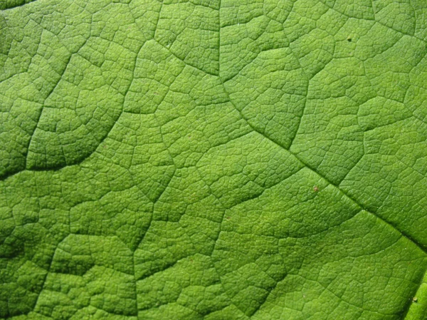 A astilboides leaf (Astilboides tabularis) — Stock Photo, Image