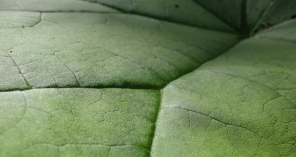 A astilboides leaf (Astilboides tabularis) — Stock Photo, Image