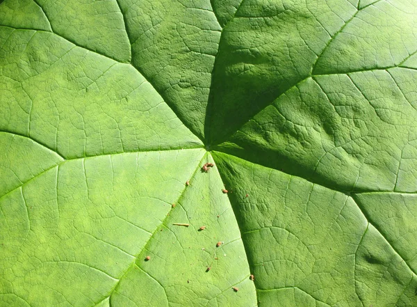 A astilboides leaf (Astilboides tabularis), the family Saxifragaceae — Stock Photo, Image