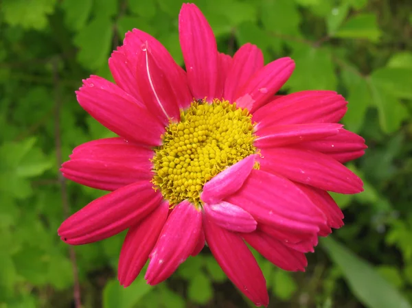 Pyretrum bloem roze (pyretrum roseum). — Stockfoto