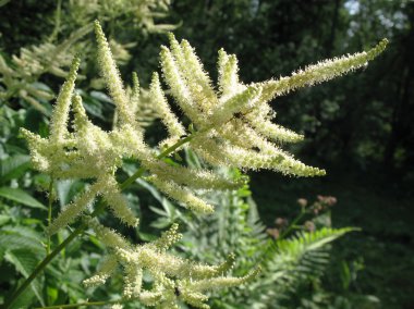 Aruncus dioicus