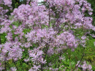 çayır-rue (thalictrum aquilegifolium), Aile Düğün çiçeğigiller