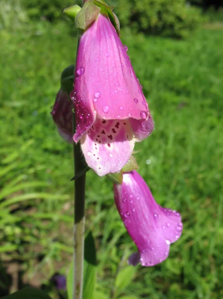 Yüksükotu (digitalis purpurea), bir aile figwort — Stok fotoğraf