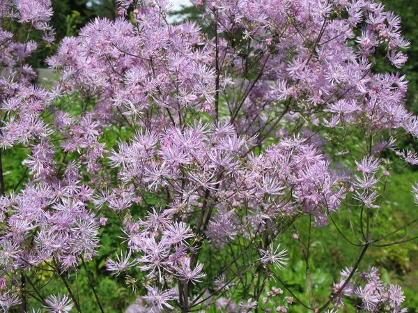Meadow-rue (Thalictrum aquilegifolium), family Ranunculaceae — Stock Photo, Image