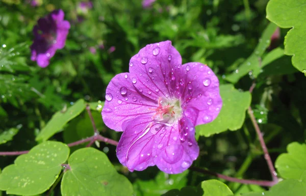 Geranium in druppels regen (geranium), familie ooievaarsbekfamilie — Stockfoto