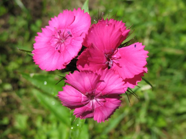 Nelkenbärtige oder türkische (dianthus barbatus)) — Stockfoto