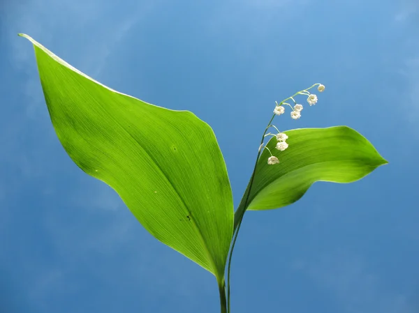 stock image Flowering lily May (Convallaria majalis) against the blue sky