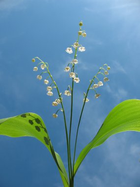 Lily Mayıs (Convallaria majalis) mavi gökyüzü karşı çiçeklenme.