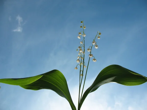 Flowering lily May (Convallaria majalis) against the blue sky — Stock Photo, Image