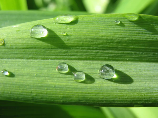 Raindrops on sheets Hemerocallis in a garden — Stock Photo, Image