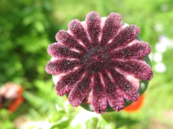 Boll oriental poppy (Papaver orientale) — Stock Photo, Image