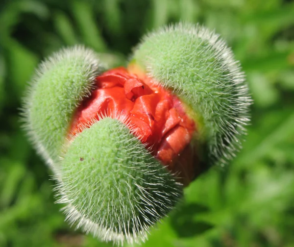 Oriental poppy bud (Papaver orientale ). — Stock Photo, Image
