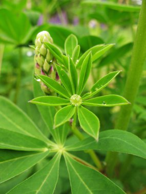 yağmur damlaları ile bakla (lupinus), aile Fabaceae yaprakları,