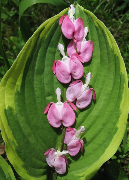 Blütenstand ditsentry excellent (dicentra spectabilis) auf einem Blatt Wirt — Stockfoto