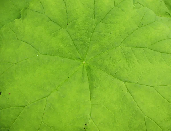 A astilboides leaf (Astilboides tabularis), the family Saxifragaceae — Stock Photo, Image