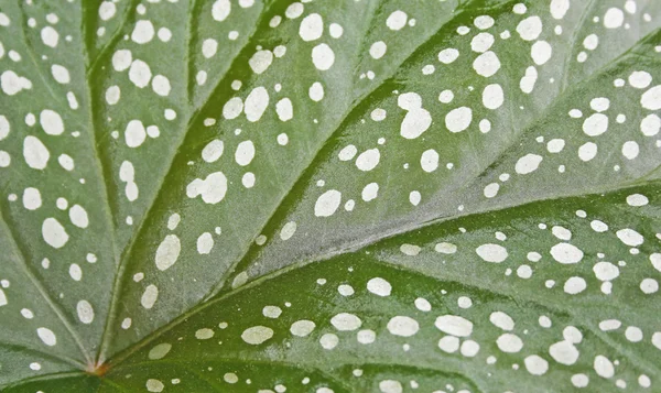 Leaf Begonia Royal (Begonia rex). Background. Macro — Stock Photo, Image