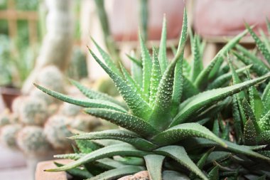 Haworthia