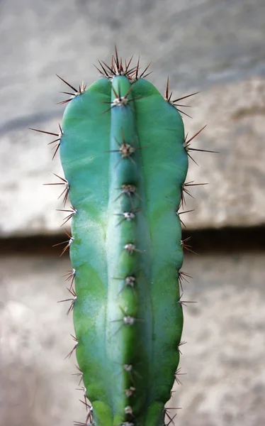 Myrtillocactus geometrizan — Fotografia de Stock