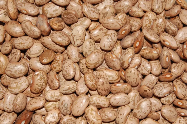 stock image Background Texture of Pinto Beans