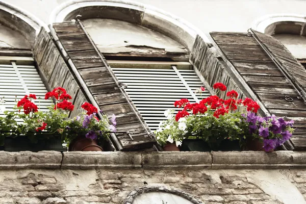 Flori multicolore la ferestre — Fotografie, imagine de stoc